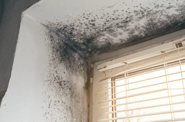 Affordable Commercial Mold Remediation solutions in Snow Camp, NC